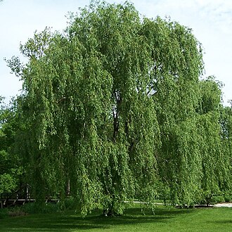 Salix suchowensis