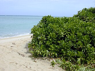 Scaevola taccada