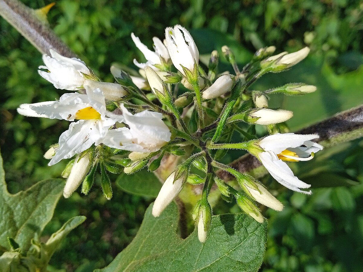 Solanum torvum