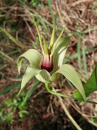 Stemona tuberosa
