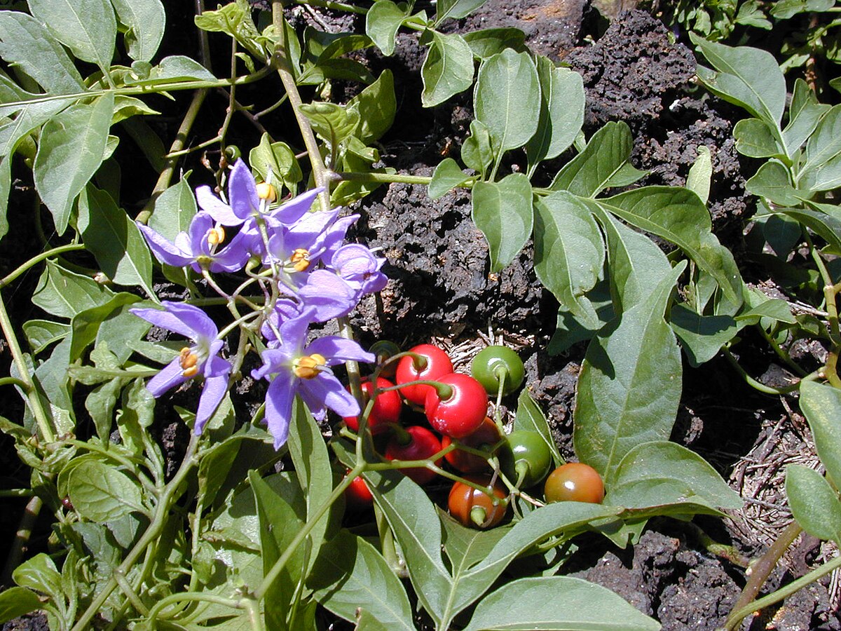 Solanum wrightii