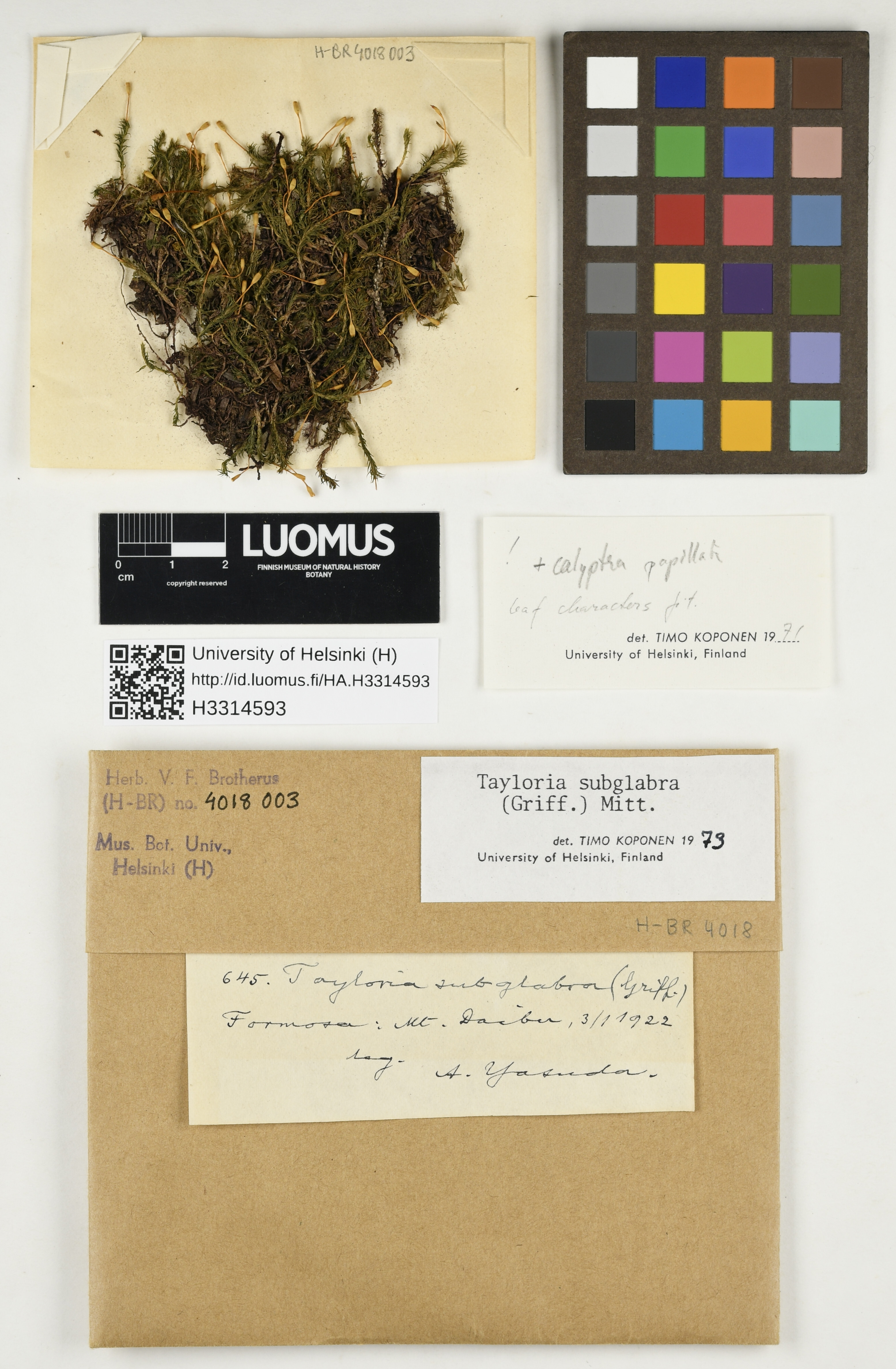 Tayloria subglabra