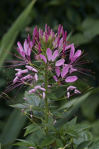 Cleome houtteana