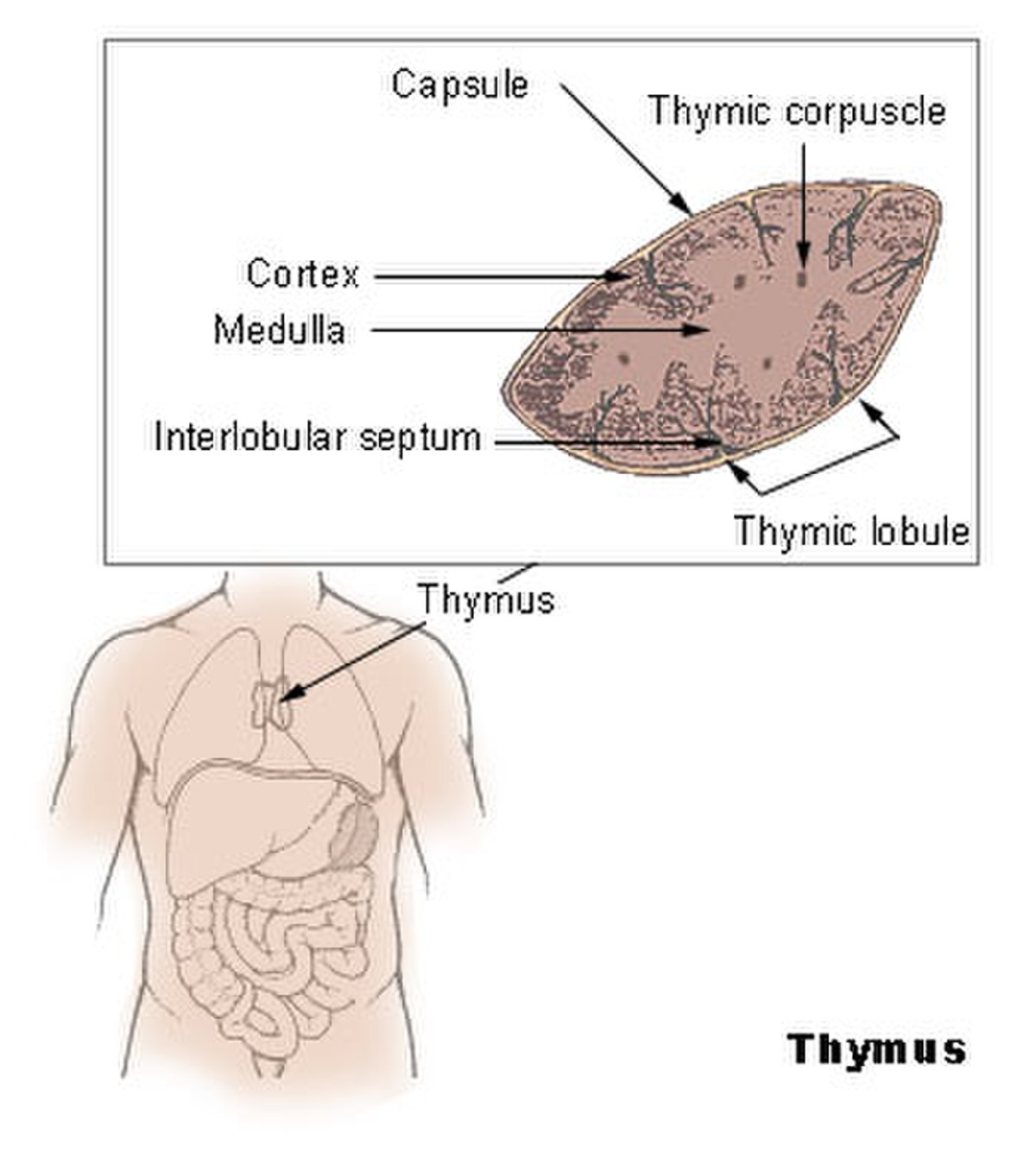 Thymus quinquecostatus