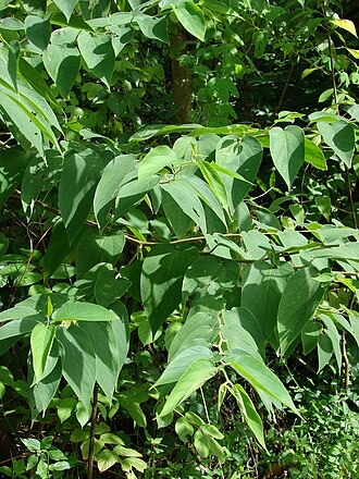 Trema orientale