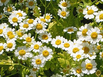 Tanacetum parthenium