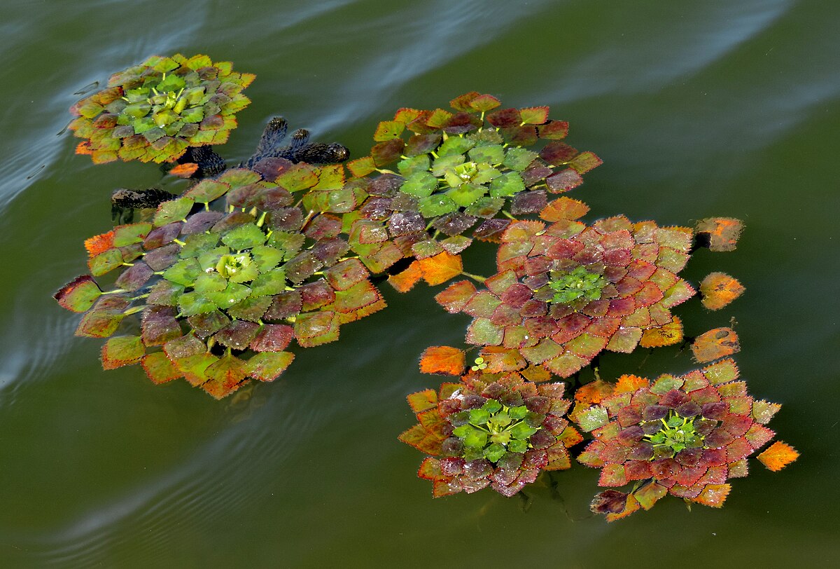 Trapa bicornis