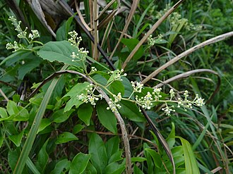 Tripterygium wilfordii