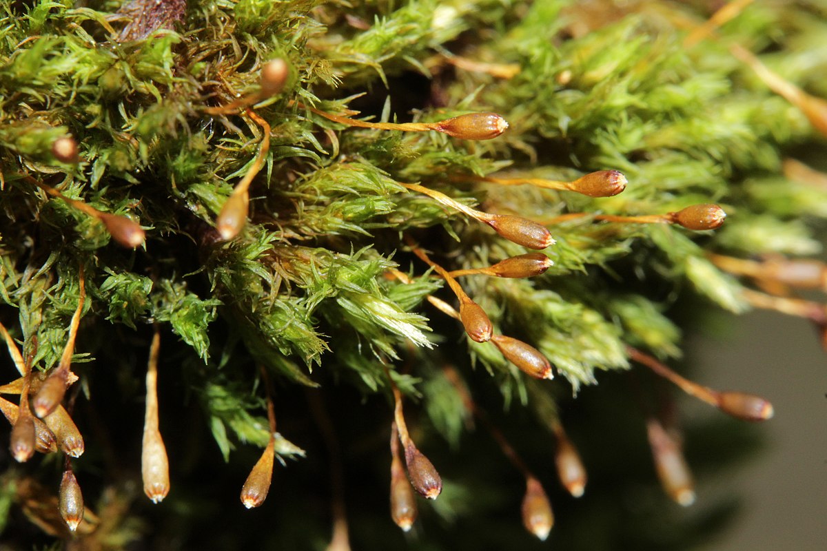 Ulota hutchinsiae