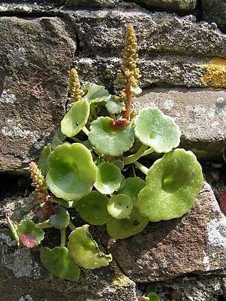 Wall Pennywort