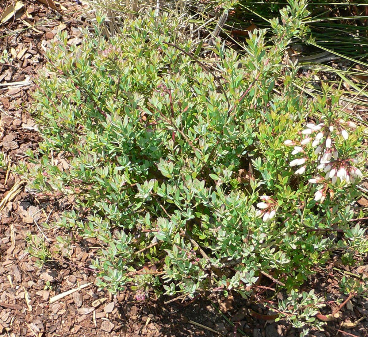 Vaccinium darrowii