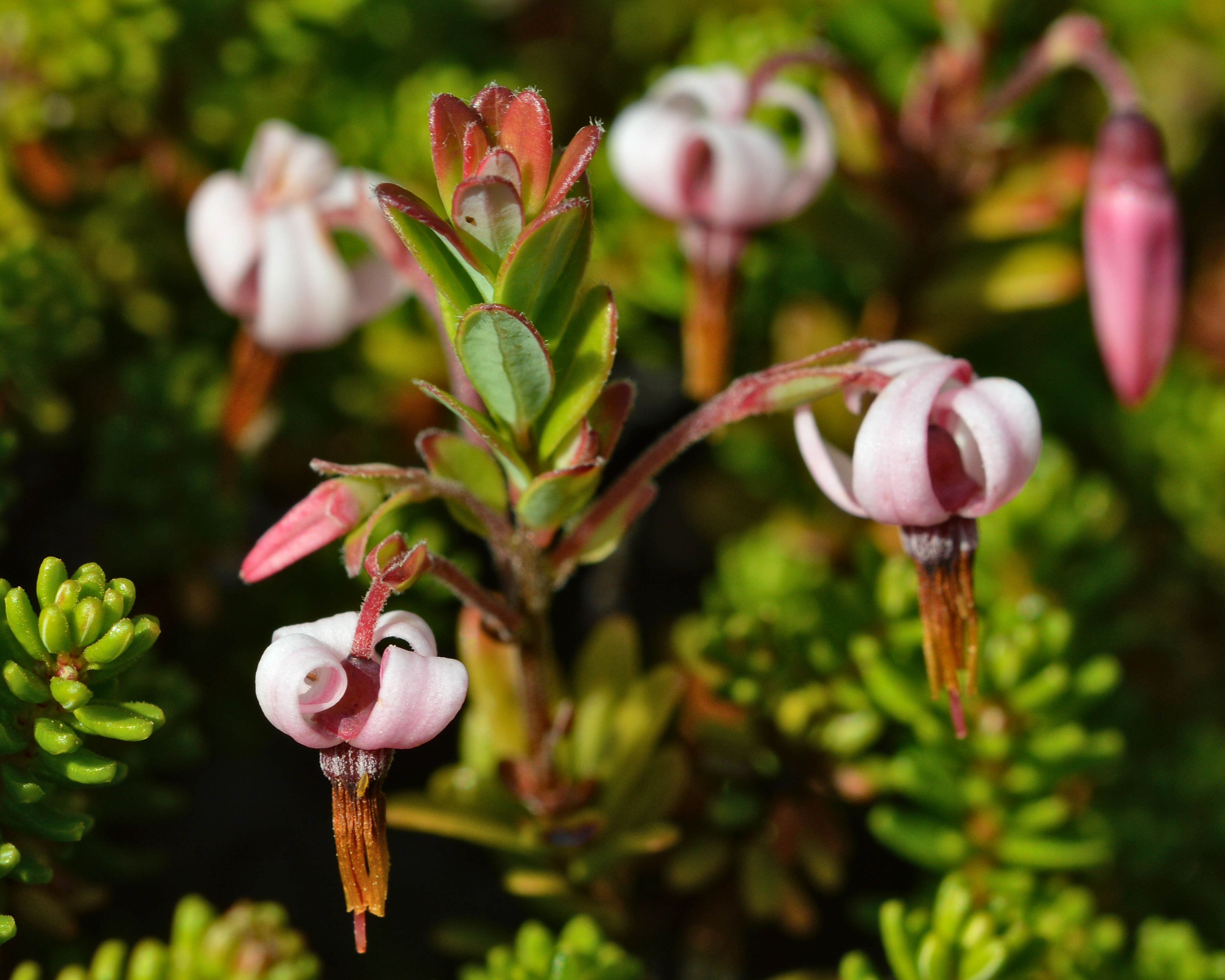 Vaccinium macrocarpon