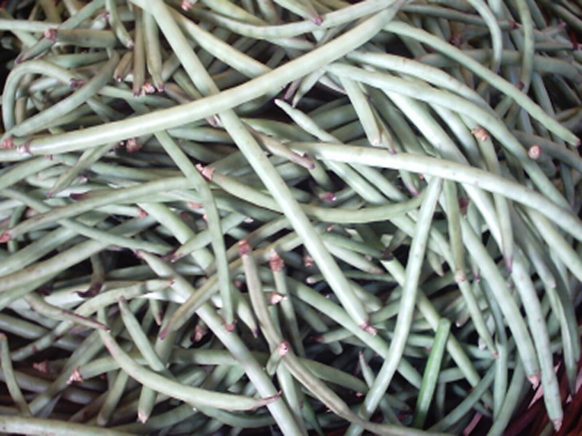 Vigna unguiculata Fengchan6