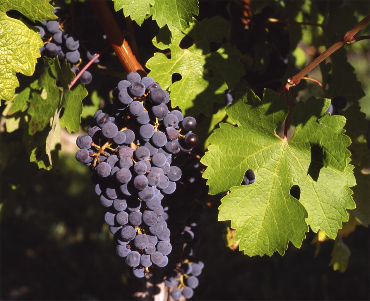 Vitis vinifera BM