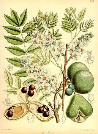 Xanthoceras