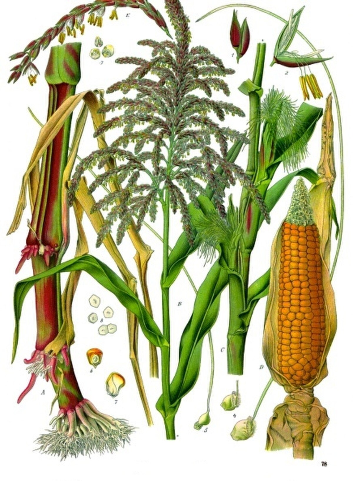 Zea mays (alt.)